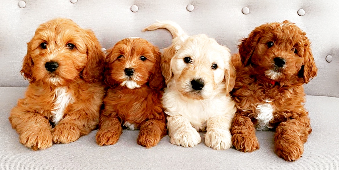 Your Trusted Source for Goldendoodle Puppies